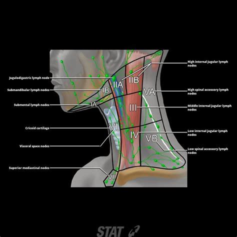 Neck Lymph Nodeslevels I Vi Lymph Nodes Neck Lymph Nodes Lymph