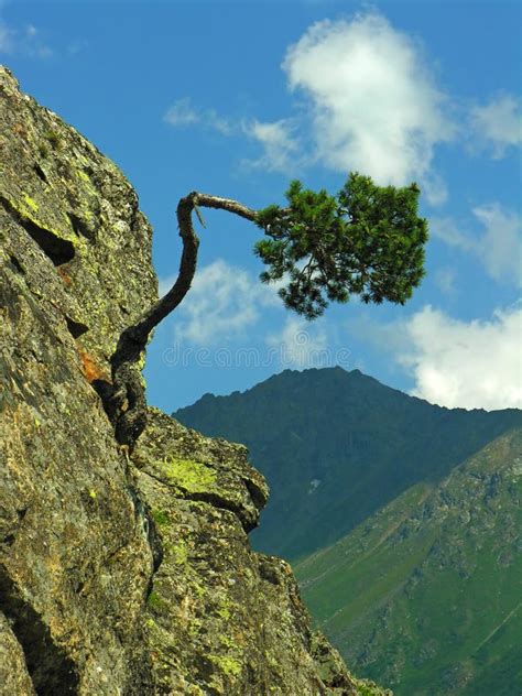 The Bent Tree Stock Image Image Of Clear Meadow Paradise 3864557