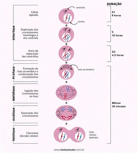 Mitose E Meiose Fases Da Mitose Na Divisão Celular Enem Enem