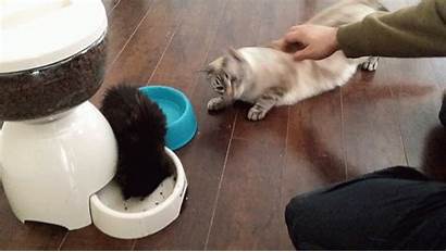Cats Feeder Cat Without Catster Feed Things