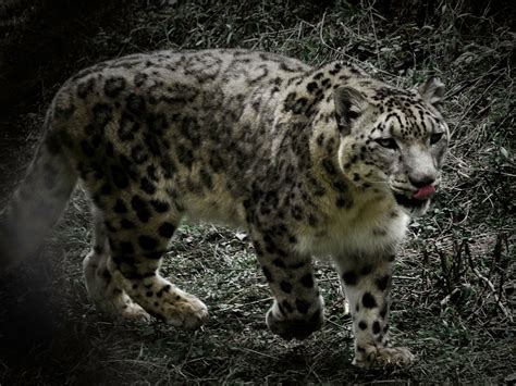 For The First Time Wwf Cameras Captured Endangered Snow Leopards