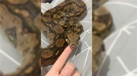 Snake Owners Warning After 6ft Boa Constrictor Escapes Bbc News