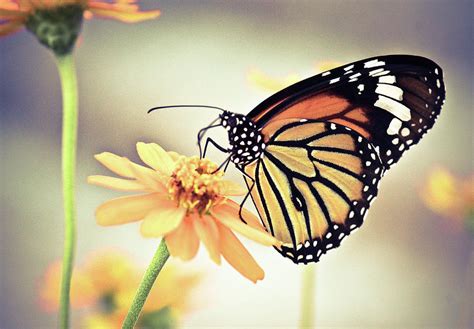 Butterfly On Flower Photograph By Sam Gellman Photography