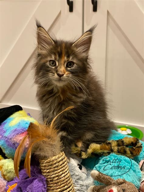 They live in our home and are monitored very closely including daily weights and overall assessments. Kitten Maine Coon For Sale Near Me - Anna Blog