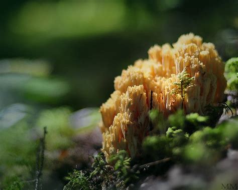 Coral Fungus Fungi Wild Mushrooms Stuffed Mushrooms