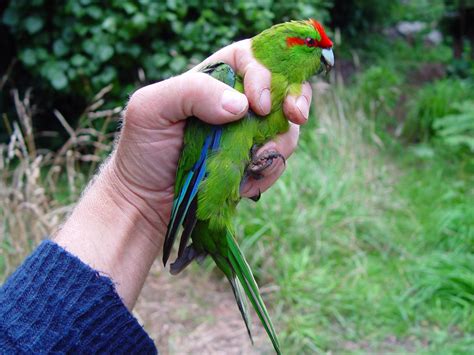 Red Crowned Parakeet New Zealand Birds Online