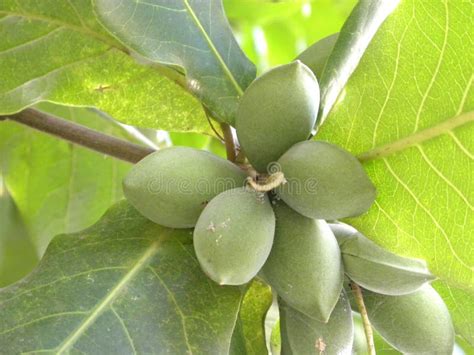 Green Color Unripe Almond Fruits On Tree Stock Photo Image Of Unripe