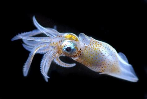 Small Squid Snuppies Pinterest