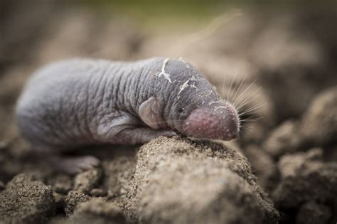 Newest Baby Mole Animal You Must Read
