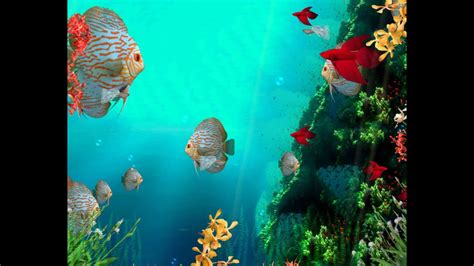 Coral Reef Aquarium 3d Screensaver Demo
