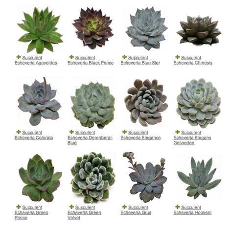 Discover the best ways to keep your succulents thriving, including diy + tips. Succulents - a plant guide — My Soulful Home | Déco jardin ...