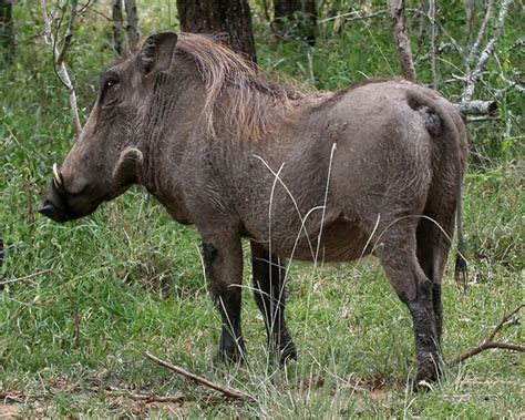 Free Stock Photos Rgbstock Free Stock Images Warthog Wart Hog