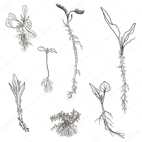 Flower Roots Drawing At Getdrawings Free Download