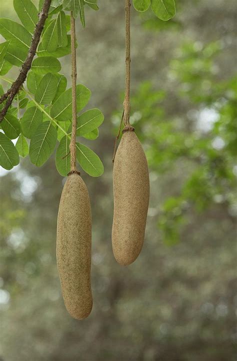 Sausage Tree Kigelia Africana Fruit Photograph By Bob Gibbons Pixels