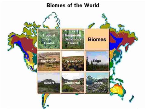 Introduction To Biomes What Is A Biome
