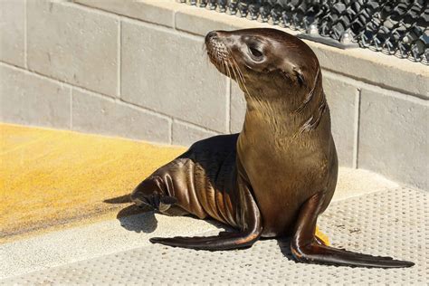 How The Marine Mammal Center Highlights The Importance Of Ocean Conservation Marin Living Magazine