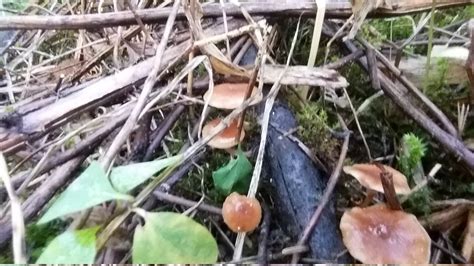 Identifying Local Mushrooms North Idaho 5 Specimen Mushroom Hunting