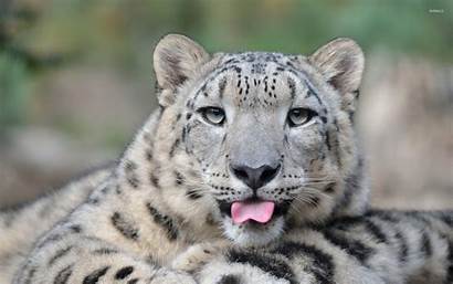 Leopard Snow Face Wild Tongue Cat Wallpapers