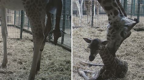 Another Giraffe Gives Birth As April Continues To Be