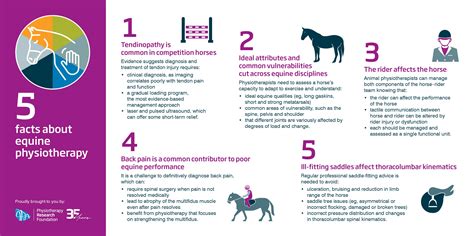 Apa Five Facts About Equine Physiotherapy
