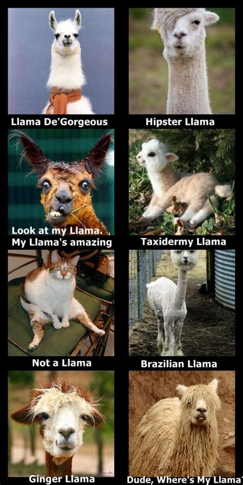 Llamas Nancy I Hope You Enjoy These As Much As Me Funny