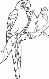 Parrot Coloring Lovely Macaw sketch template