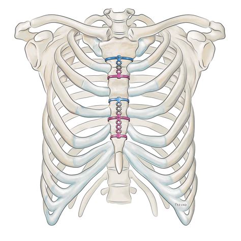 Anatomy Of Ribs And Sternum Anatomy Descriptive And Applied Anatomy Costosternal Articula