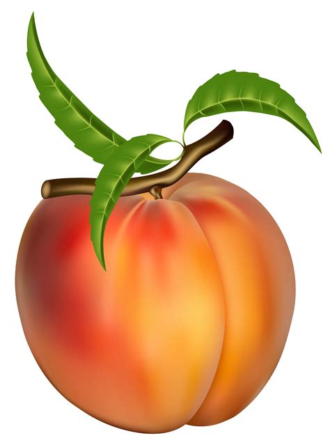 Vector Clipart Fruit Free Peach Clipart Best