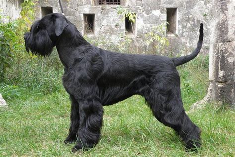 Giant Schnauzer Puppies For Sale And Puppy Breed Info Giant Schnauzer