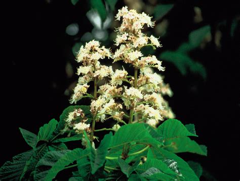 White Chestnut The Bach Flowers