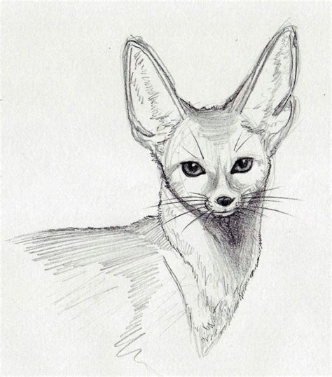 Fennec Fox Sketch By Artimpart On Deviantart