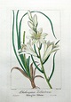 PHALANGIUM LILIASTRUM ST BRUNO S LILY P Bessa Antque Botanical Print ...