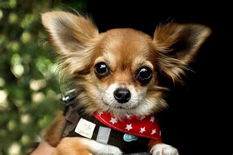 225 Female Chihuahua Names And Meanings For Your Tiny Puppy 2021