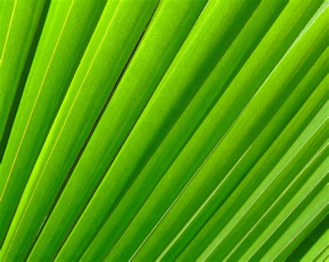 Free Palm Texture Stock Photo