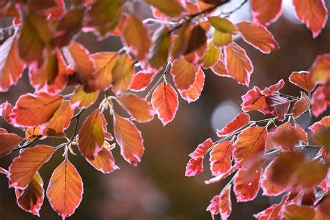 Tricolor Beech Plant Care Growing Guide