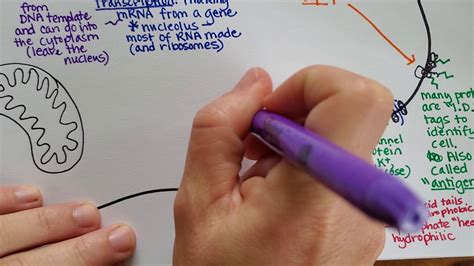 Draw the structure of a typical animal cell. Animal Cell Structure, Part 2 - YouTube