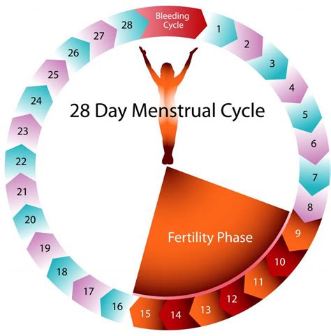How Do I Calculate Ovulation With Pictures