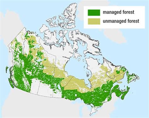Canadas Forests Actually Emit More Carbon Than They Absorb — Despite