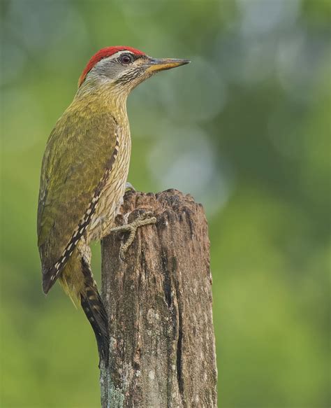 Streak Throated Woodpecker Picus Xanthopygaeus Streak Th Flickr
