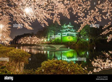 Cherry Blossoms At Takada Castle In Japan At Night Stock Photo Alamy