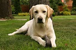 Labrador Retriever: origini, carattere e caratteristiche | QualeCane