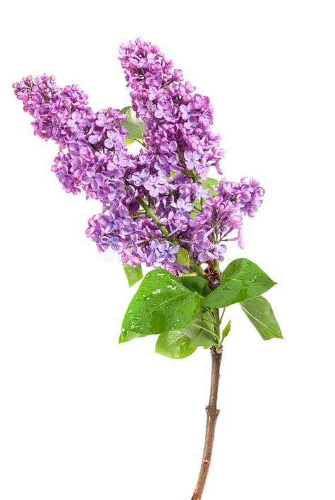 Purple Lilac Flowers Isolated On White Stock Image Image Of Spring