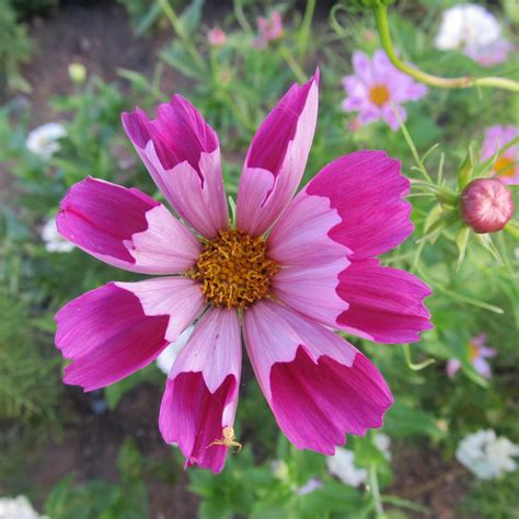 Seashells Cosmos Seeds Hudson Valley Seed Company