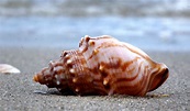 1600x900 wallpaper | Whelk on the beach, conch, sea shell | Peakpx