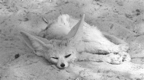 the cunning fennec fox southeast asian planes humanity once again primate dna briefly and