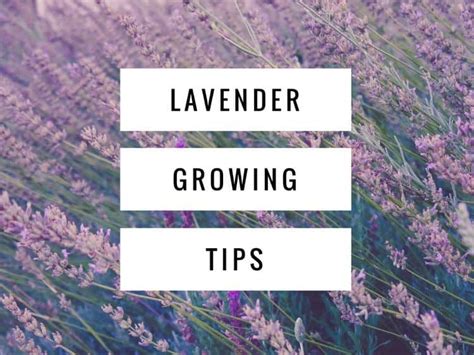 How To Grow Lavender Gardening Channel