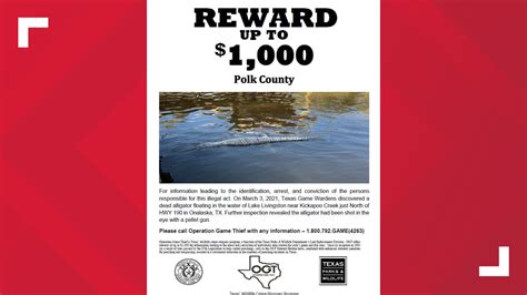 Dead Alligator Discovered At Lake Livingston In Polk County Cbs19tv
