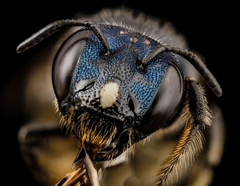 25 Of The Best Close Ups Of Insect Eyes You Will See Twistedsifter