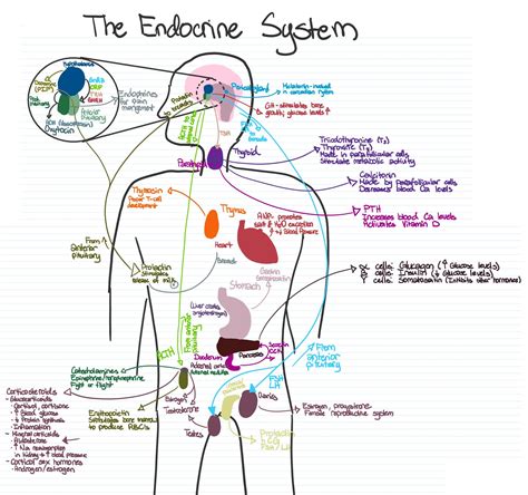 Free Endocrine System Human Body Systems 5th Grade Hu