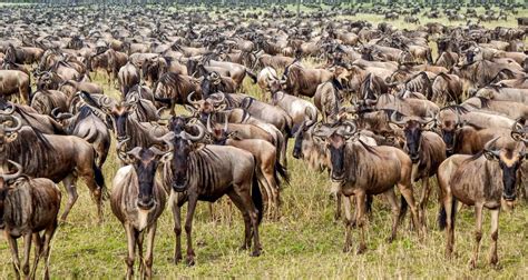 Wildebeest Migration Mara River Crossing Safari By Sed Adventures
